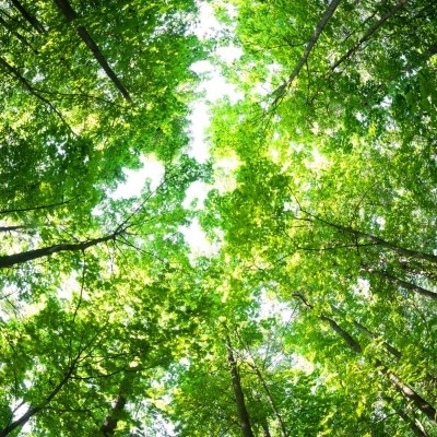 月桂樹下的秘密