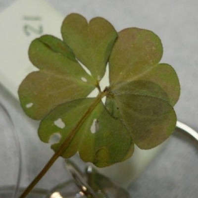 四葉幸運草