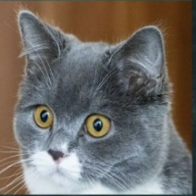 貓貓股票交割款代墊