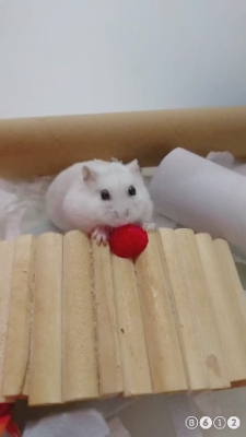 zyyy