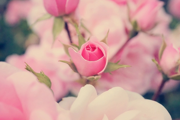 CoFlower